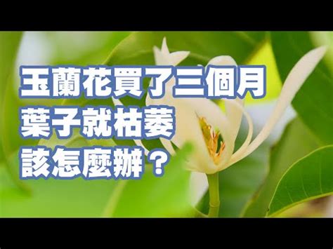 玉蘭花招蛇